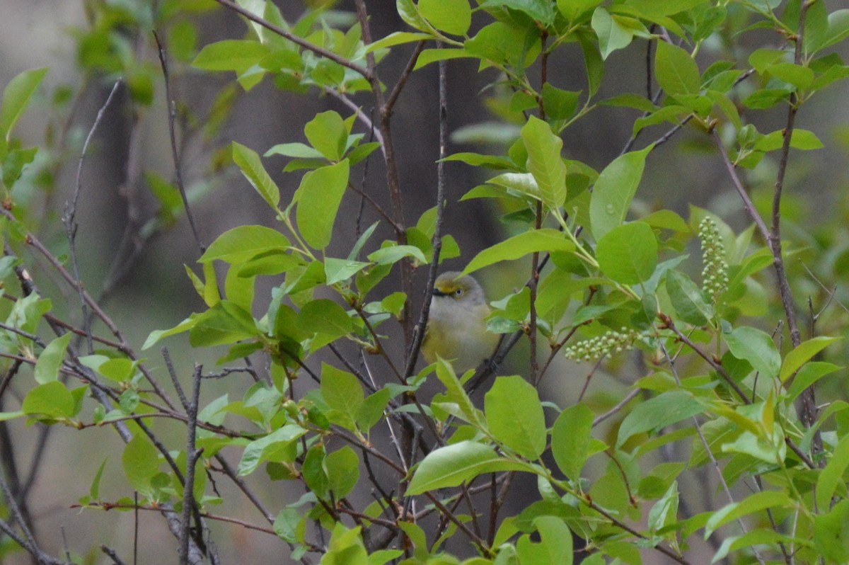 zelenáček bělooký - ML635260867