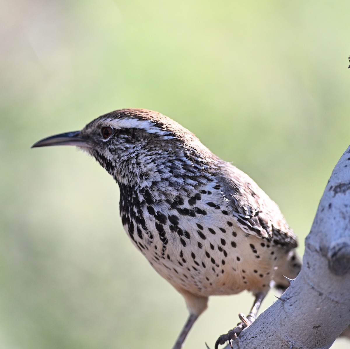 Cactus Wren - ML635260873