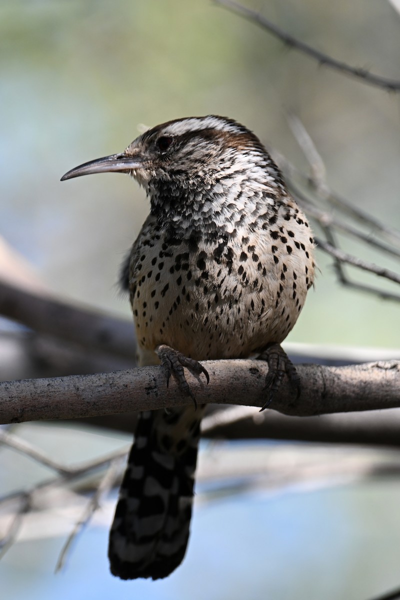 Cactus Wren - ML635260874
