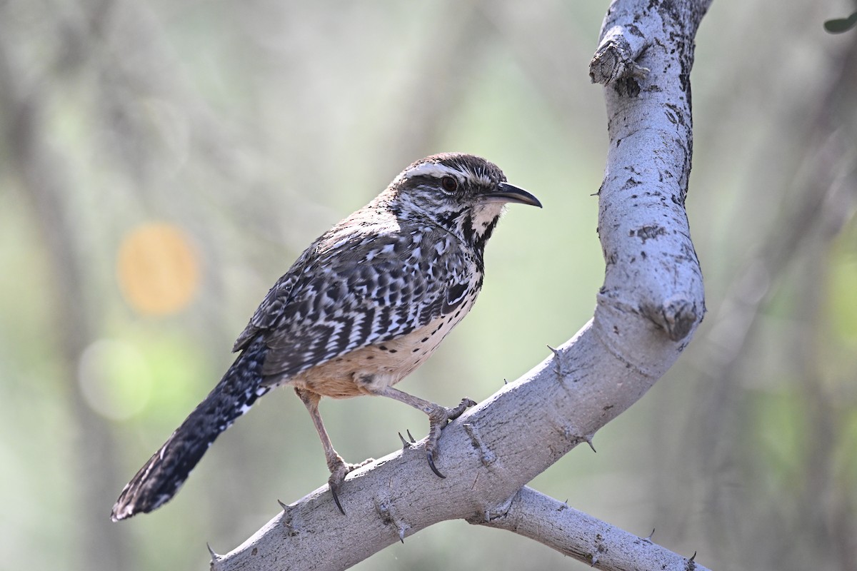 Cactus Wren - ML635260875