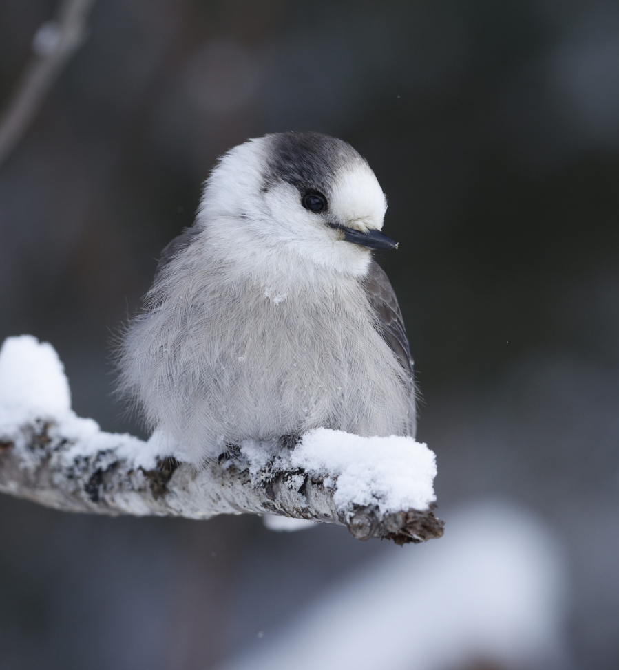 Canada Jay - ML635260884
