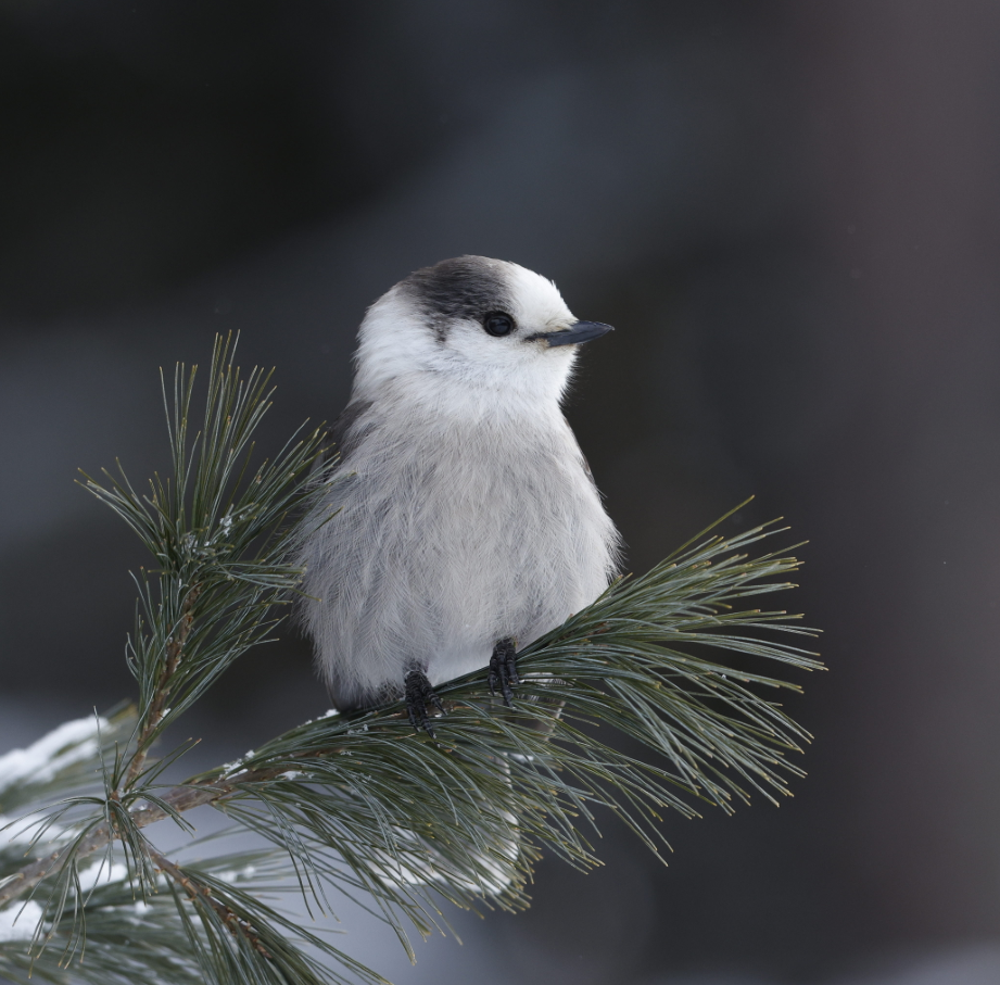 Canada Jay - ML635260885