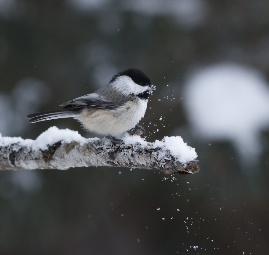 Black-capped Chickadee - ML635260889