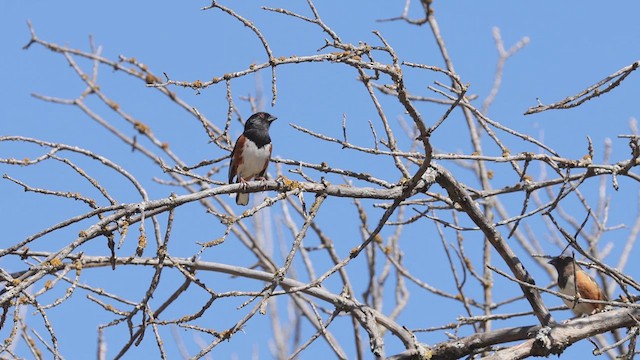 Spotted Towhee - ML635260892