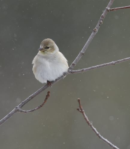 American Goldfinch - ML635260893