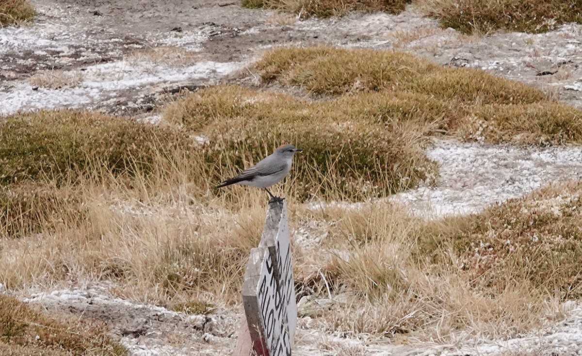 Rufous-naped Ground-Tyrant - ML635260965