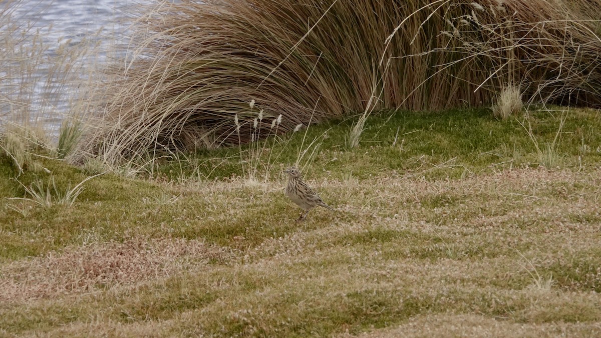Puna Pipit - ML635260985