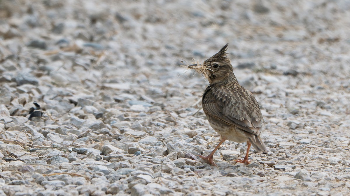 Crested Lark (Crested) - ML635261043