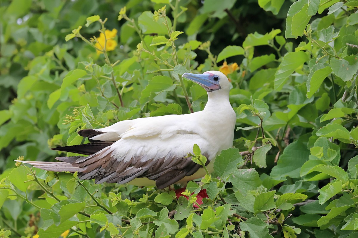 Red-footed Booby - ML635261112