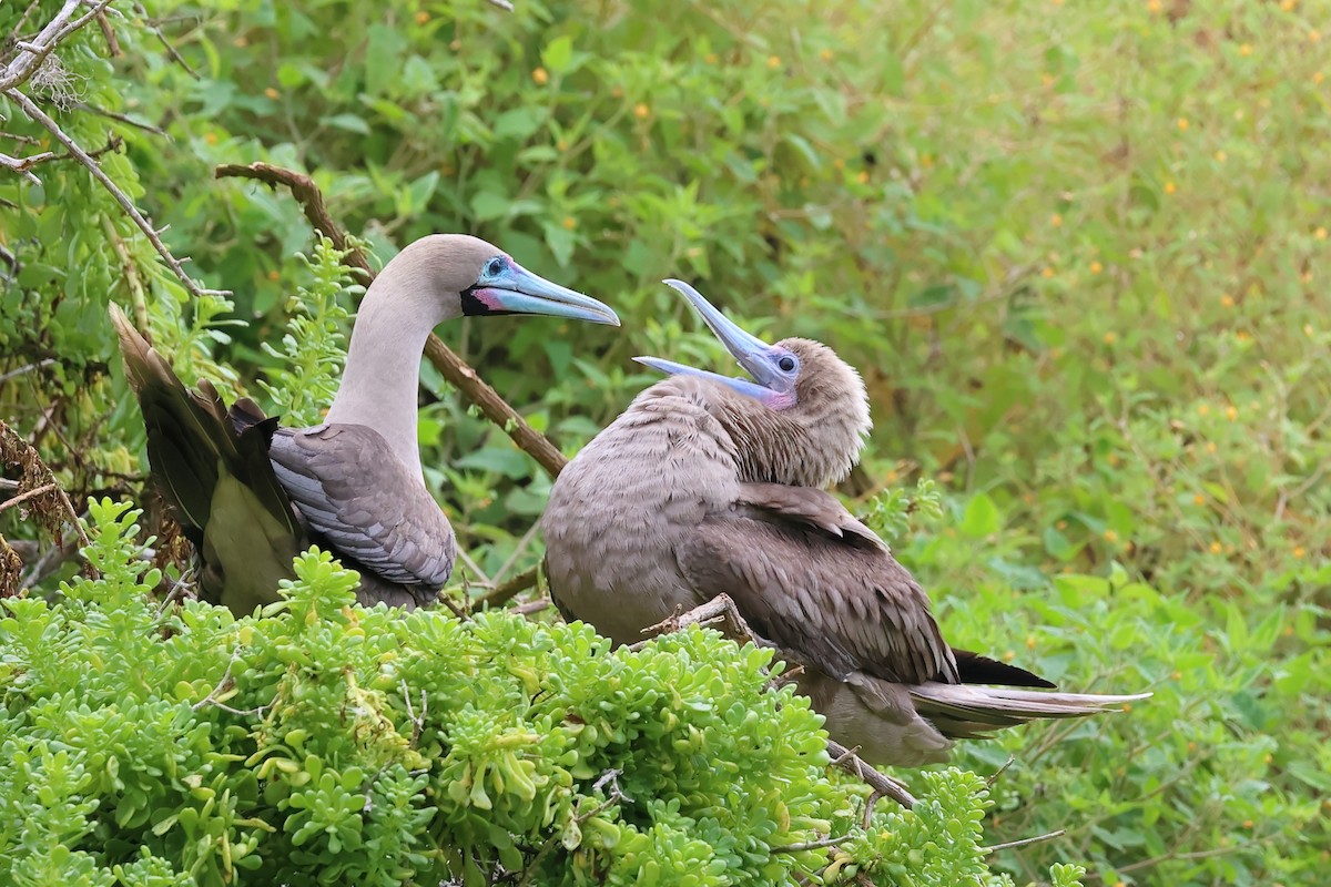 Red-footed Booby - ML635261132