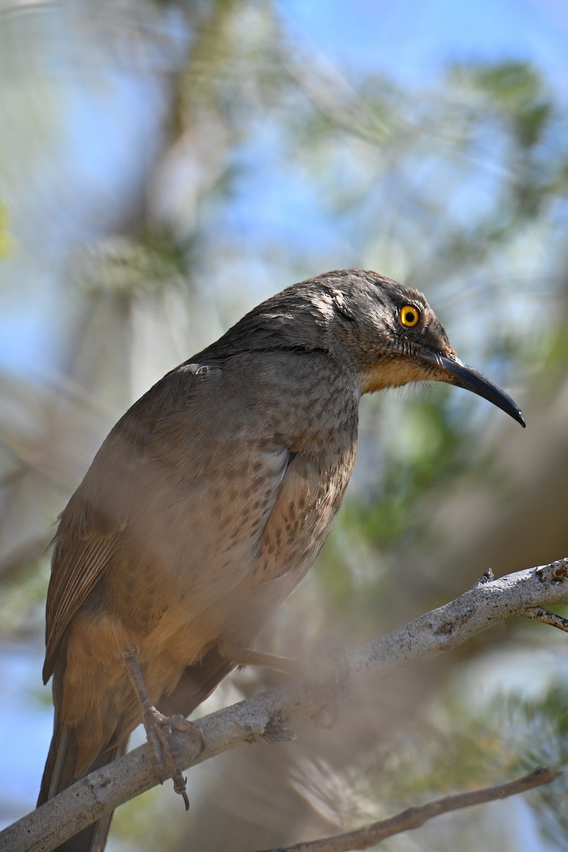 Curve-billed Thrasher - ML635261241