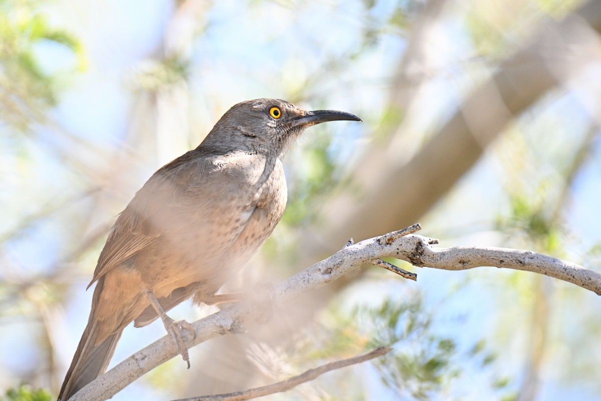 Curve-billed Thrasher - ML635261242
