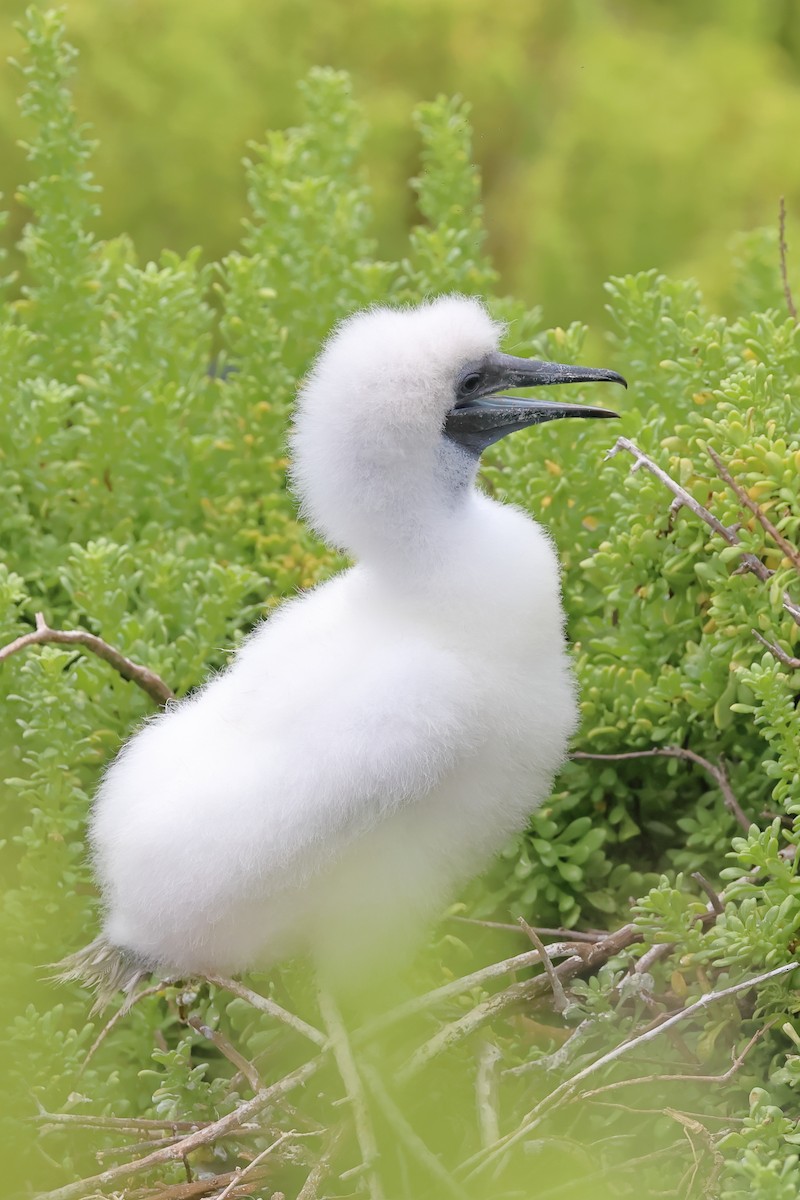 Red-footed Booby - ML635261322