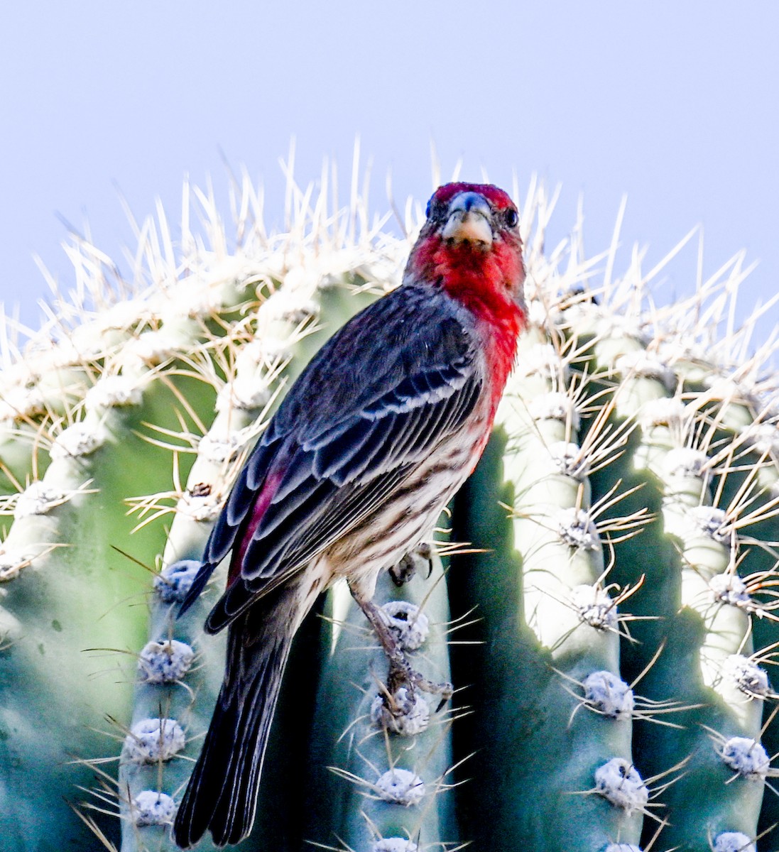 House Finch - ML635261375