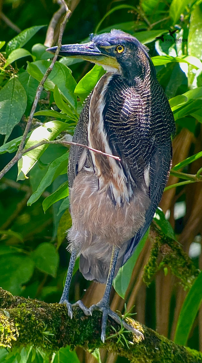 Fasciated Tiger-Heron - ML635261540