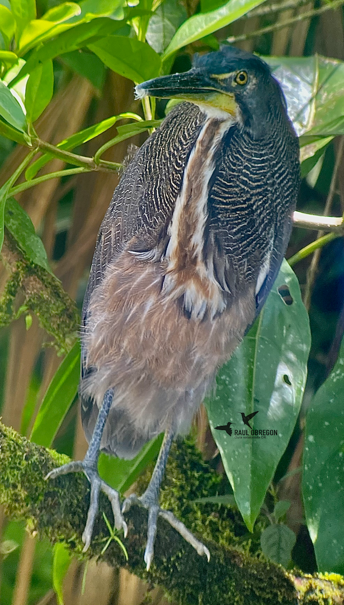 Fasciated Tiger-Heron - ML635261542