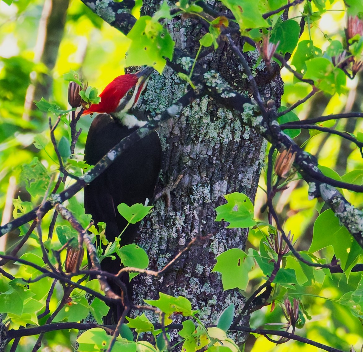 Pileated Woodpecker - ML635261650