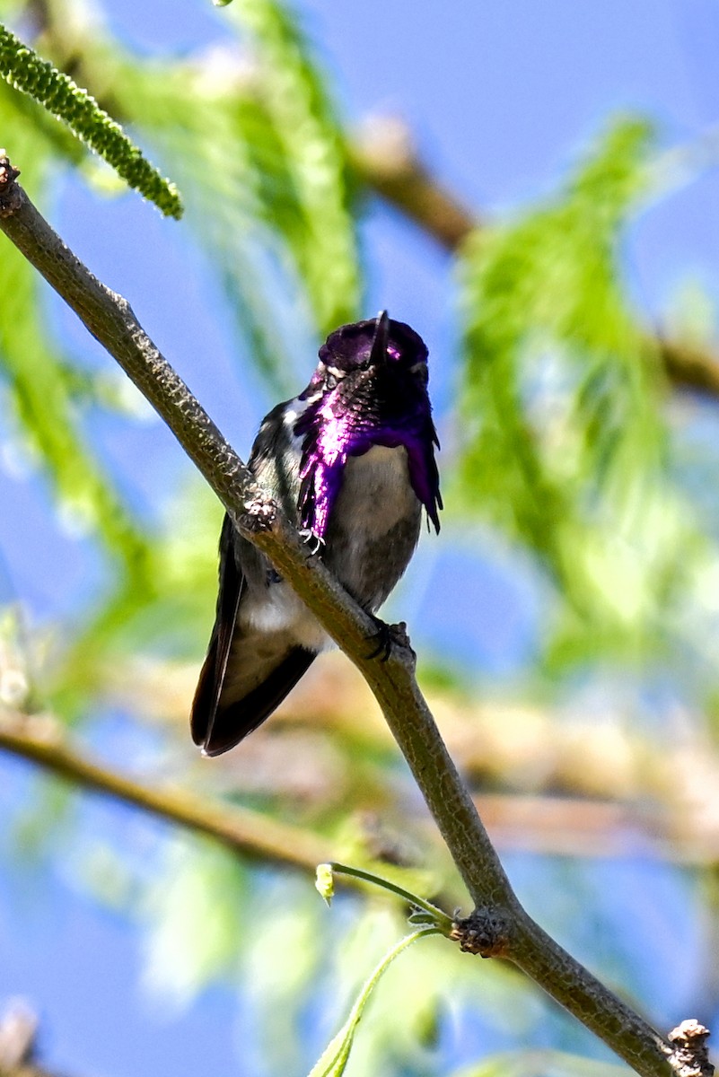 Costa's Hummingbird - ML635261653