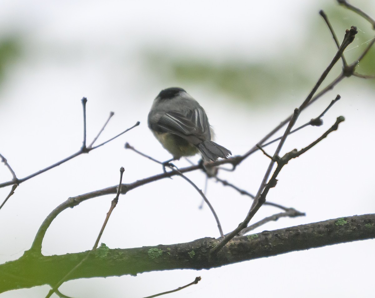 Black-capped Chickadee - ML635261713