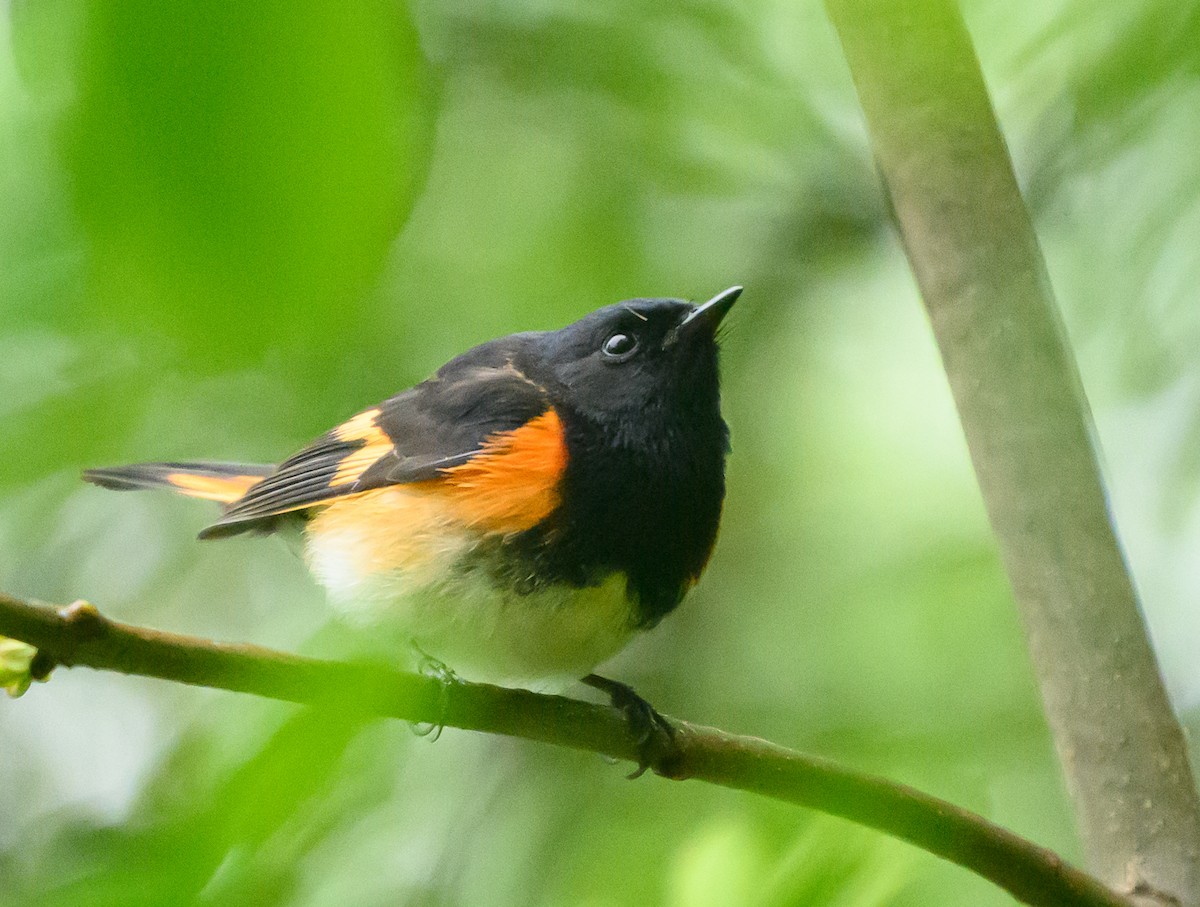 American Redstart - ML635261732