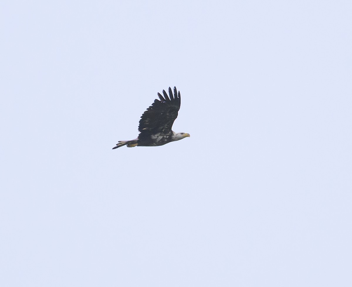 Bald Eagle - ML635261758