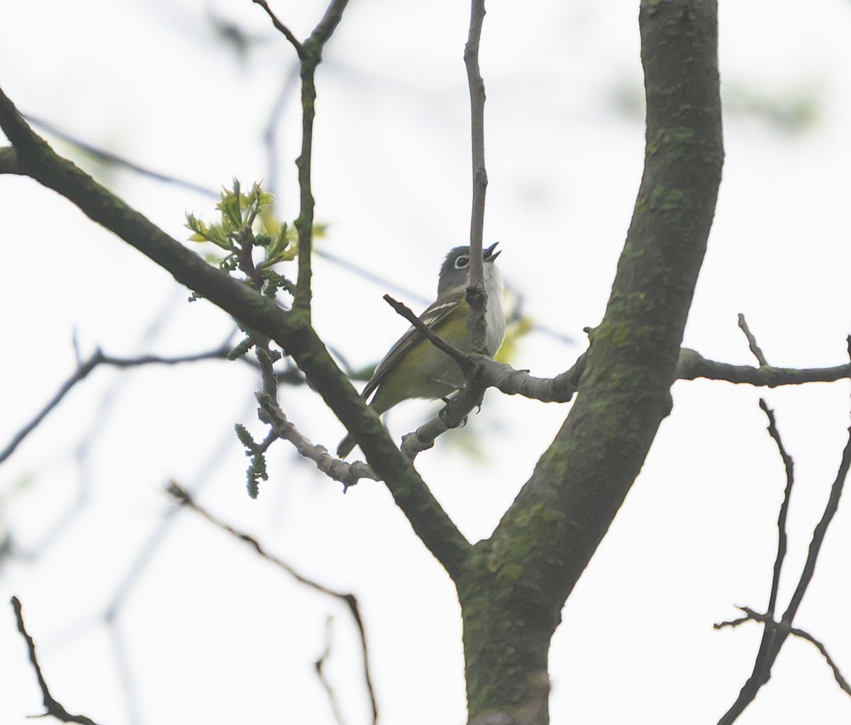 Blue-headed Vireo - ML635261766
