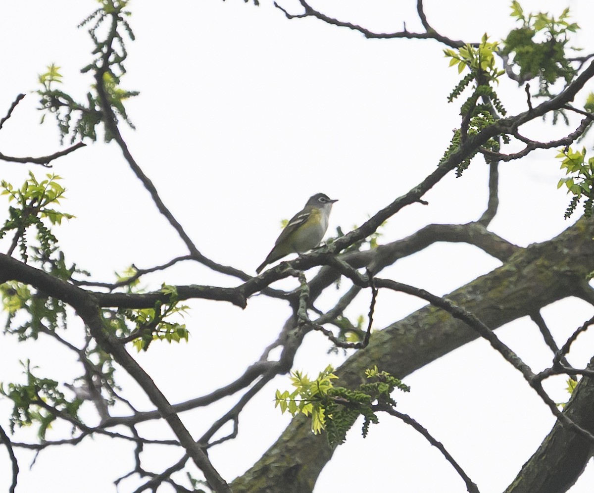 Blue-headed Vireo - ML635261767