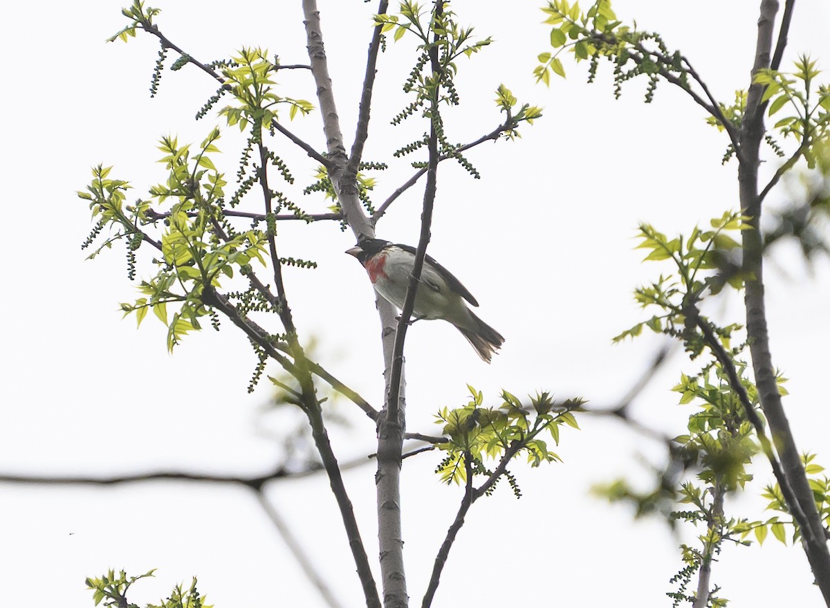 Rose-breasted Grosbeak - ML635261786