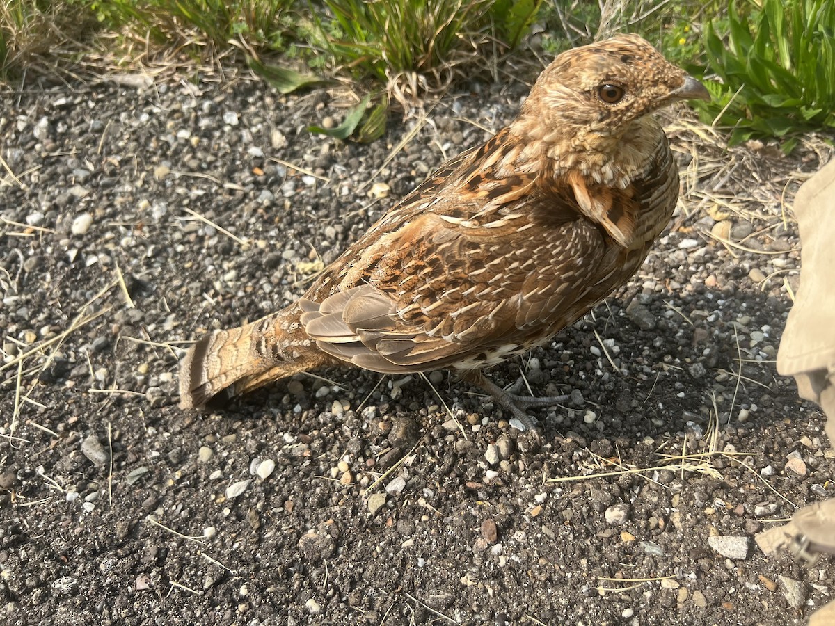 Ruffed Grouse - ML635261812