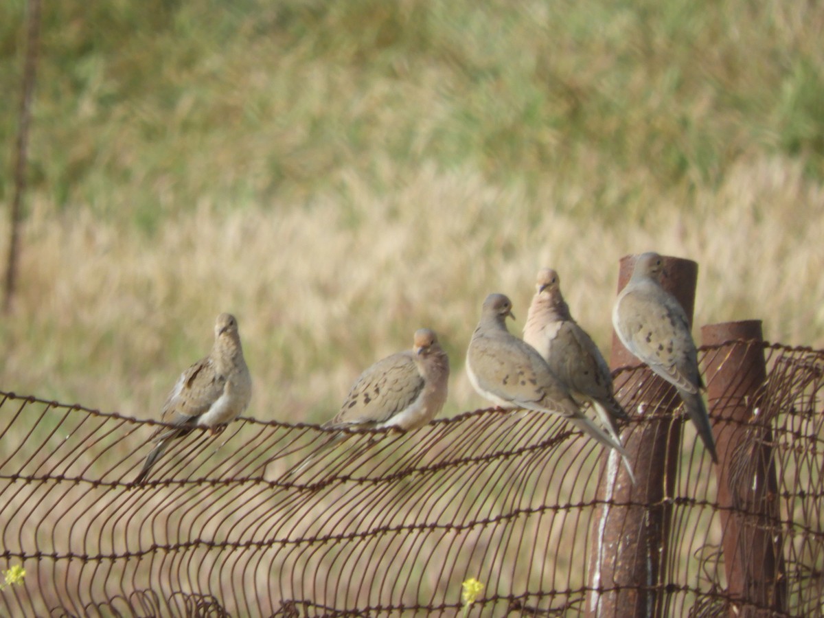 Mourning Dove - ML635261825