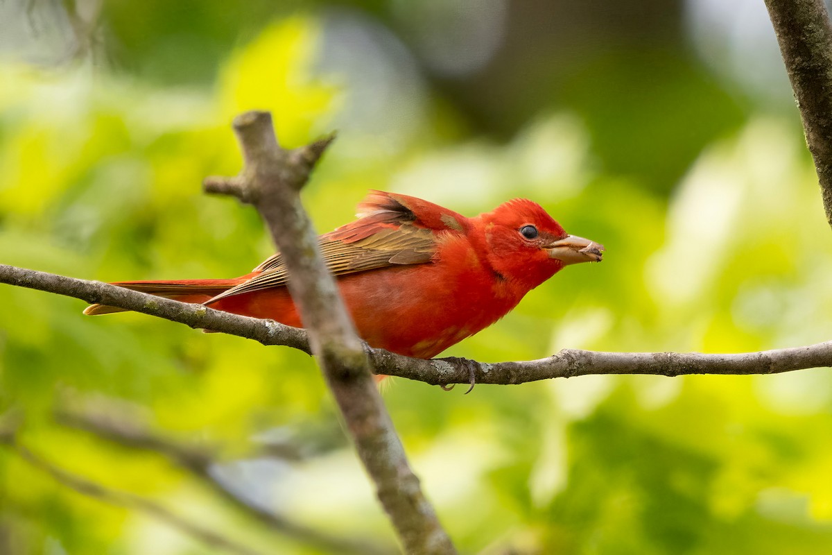 Summer Tanager - Sue Barth