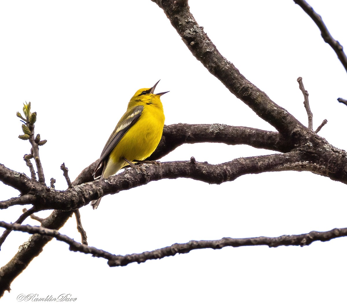 Blue-winged Warbler - ML635261863