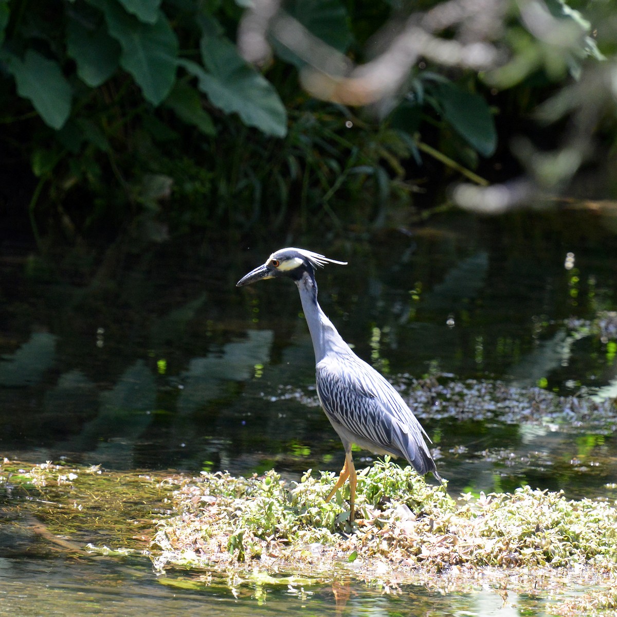 Krabbenreiher - ML635261871