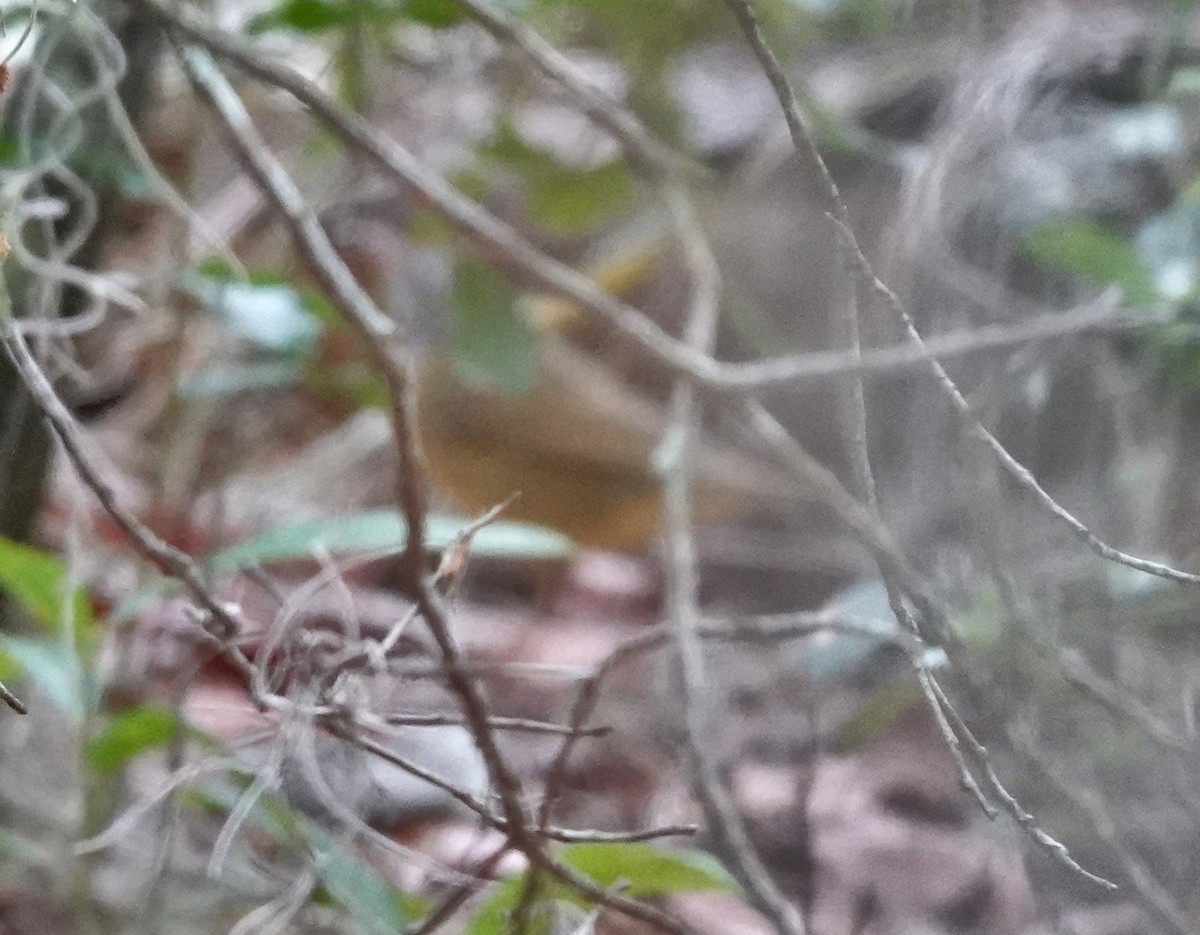 Connecticut Warbler - ML635261950