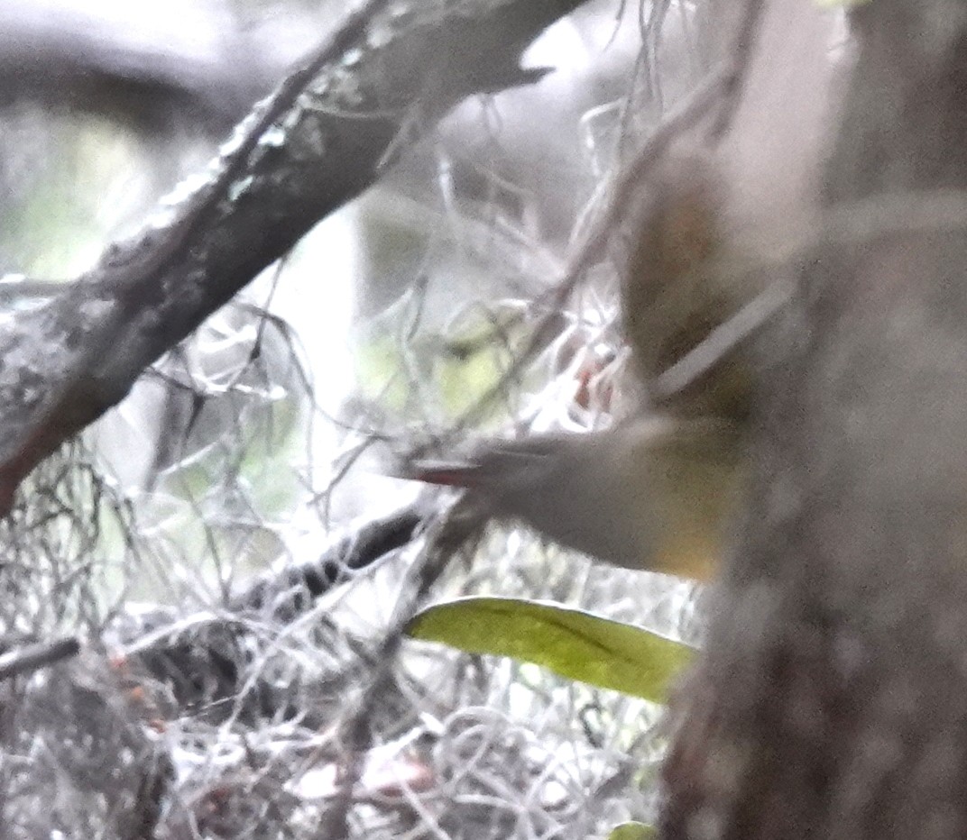 Connecticut Warbler - ML635261955