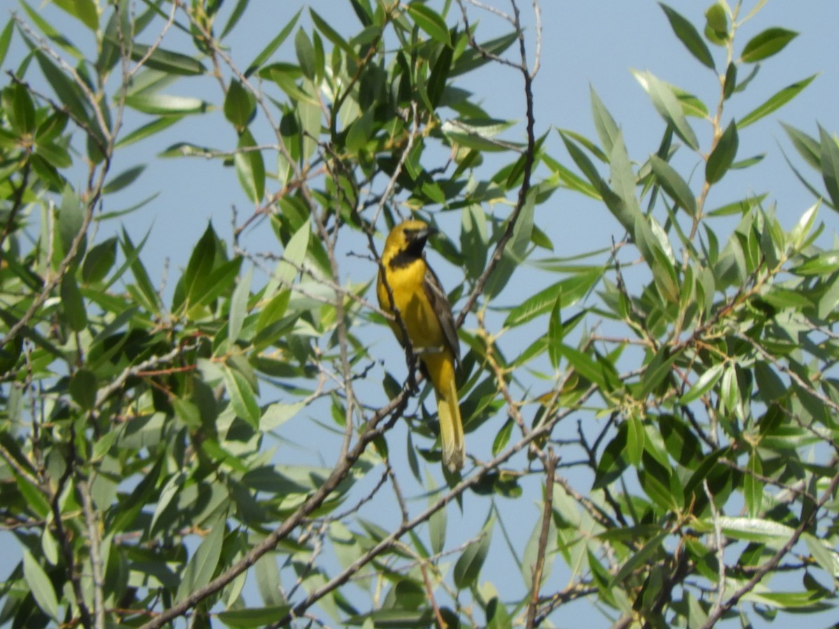 Oriole masqué - ML635262027
