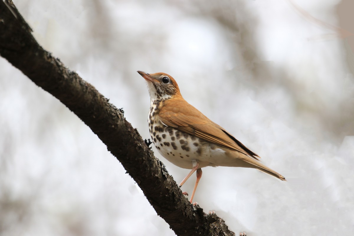 Wood Thrush - ML635262074