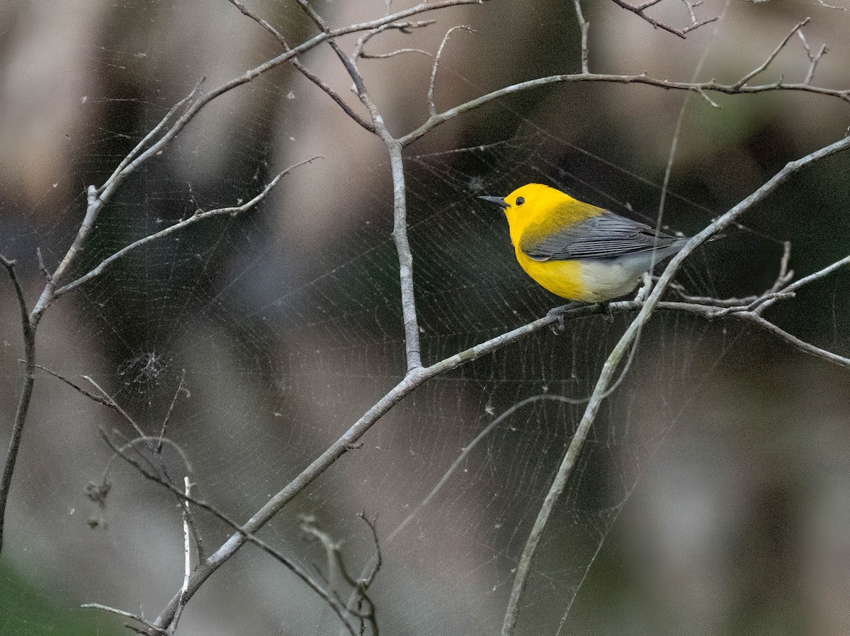 Prothonotary Warbler - ML635262179
