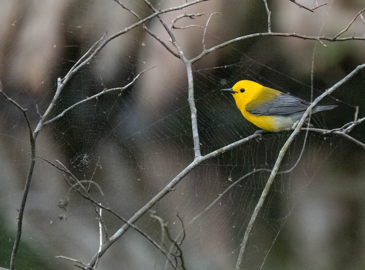 Prothonotary Warbler - ML635262185