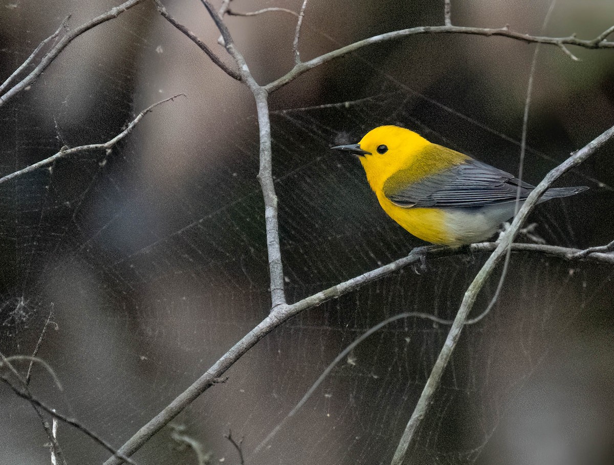 Prothonotary Warbler - ML635262188