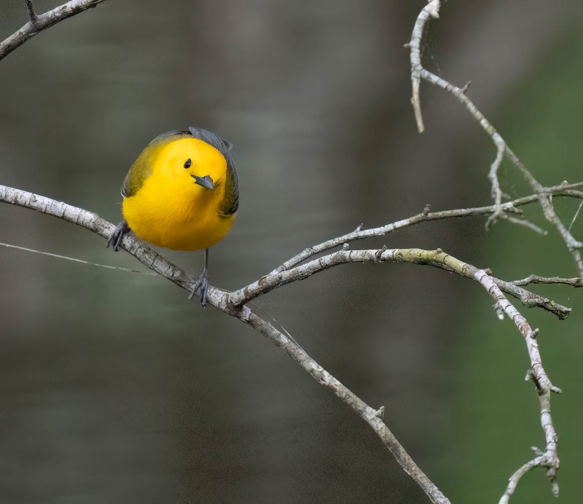 Prothonotary Warbler - ML635262194