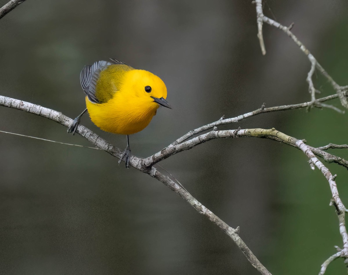 Prothonotary Warbler - ML635262201
