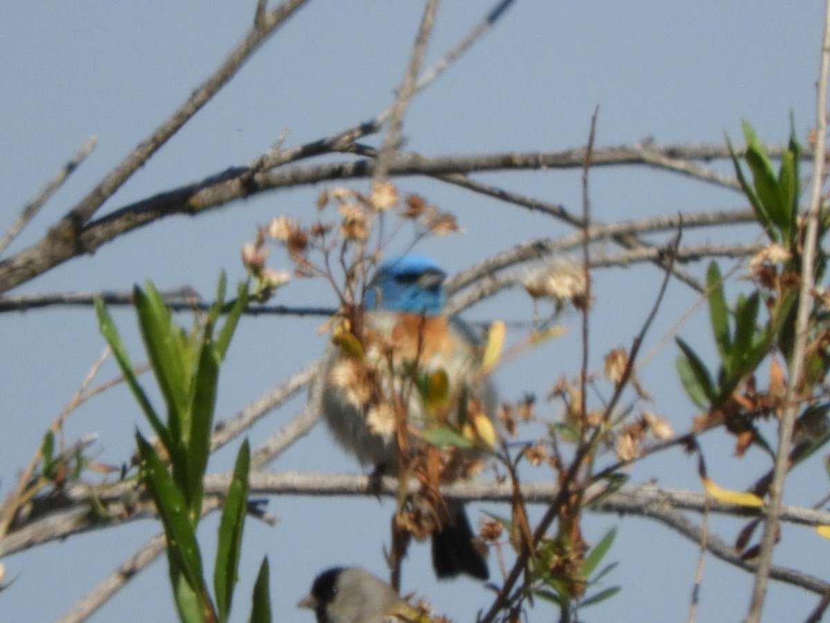 Passerin azuré - ML635262224