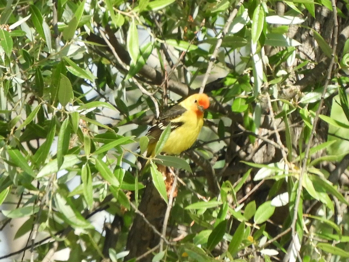 Piranga à tête rouge - ML635262230