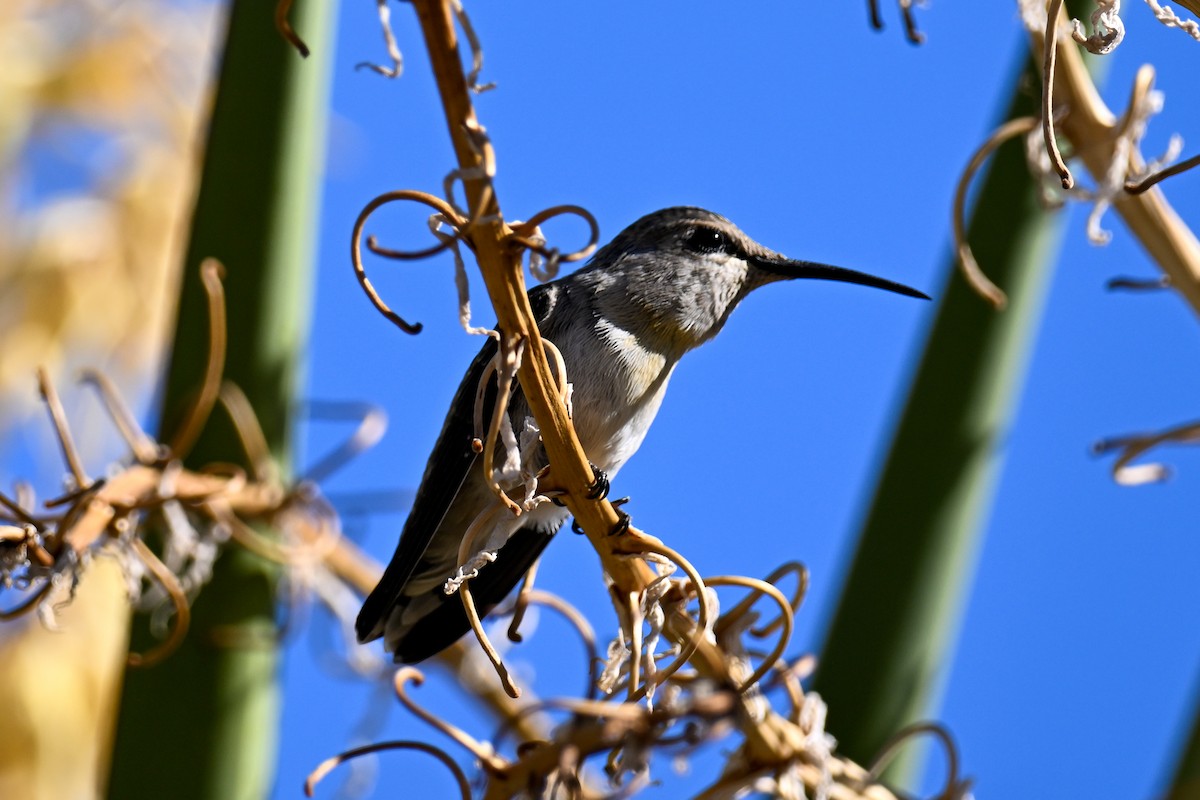 Costa's Hummingbird - ML635262271