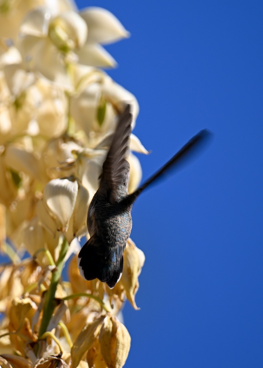 Costa's Hummingbird - ML635262272