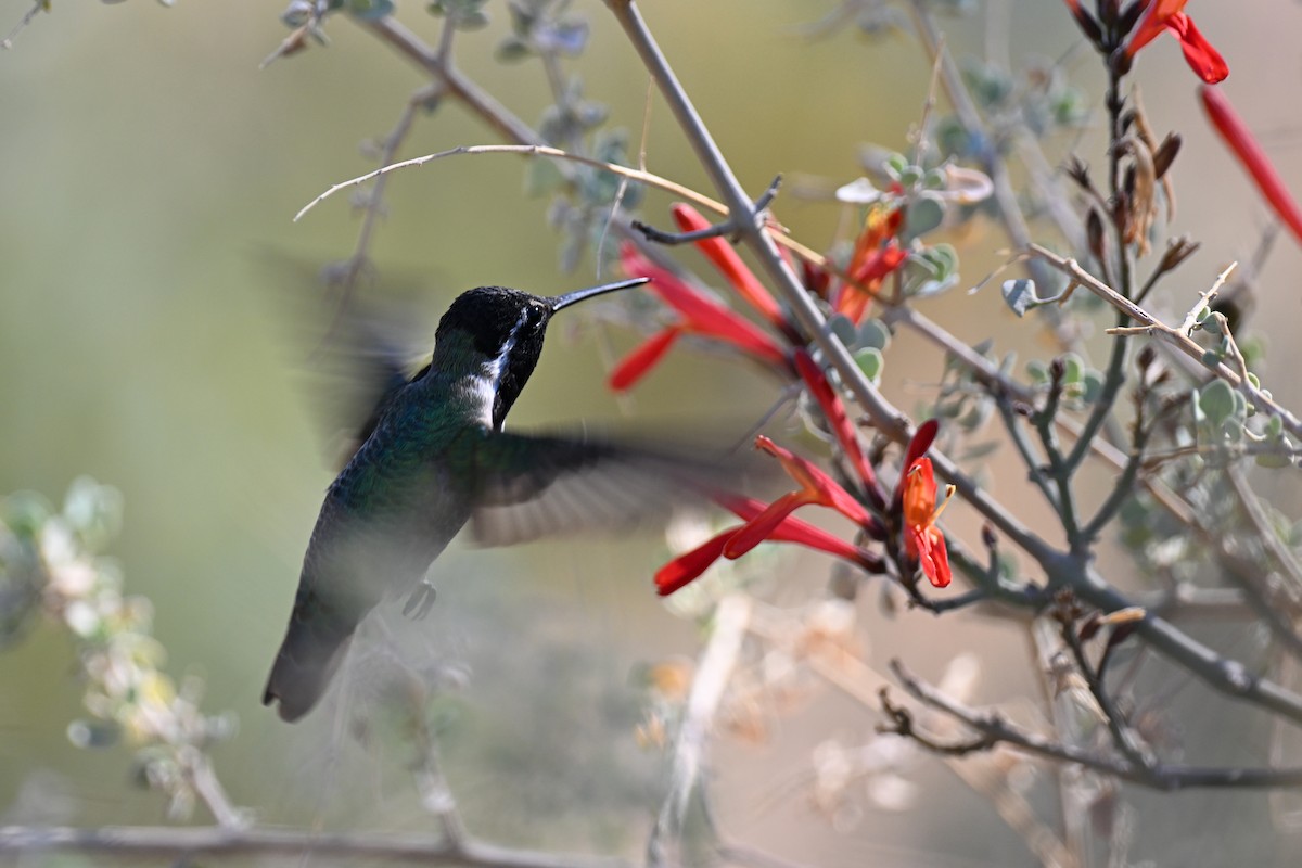 Costa's Hummingbird - ML635262274