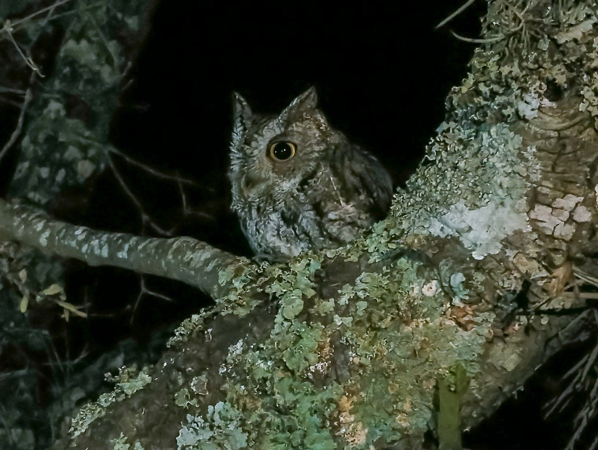 Western Screech-Owl - ML635262324
