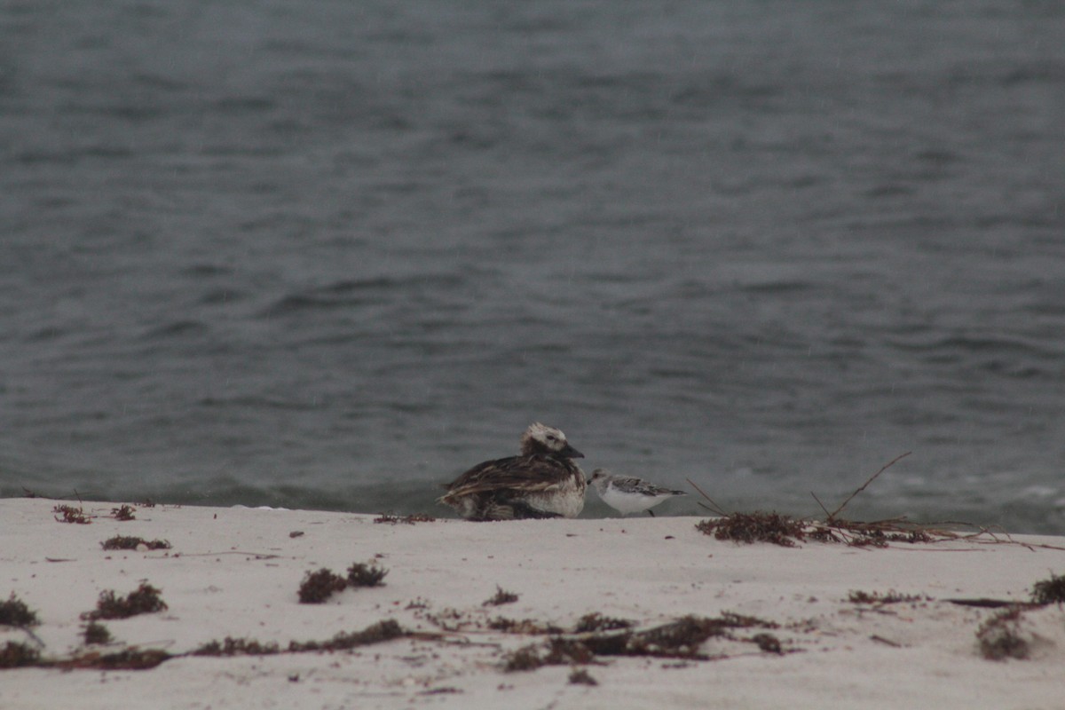 Long-tailed Duck - ML635262440