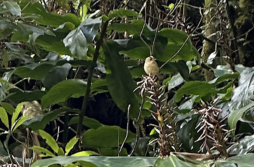 Goldcrest - ML635262624